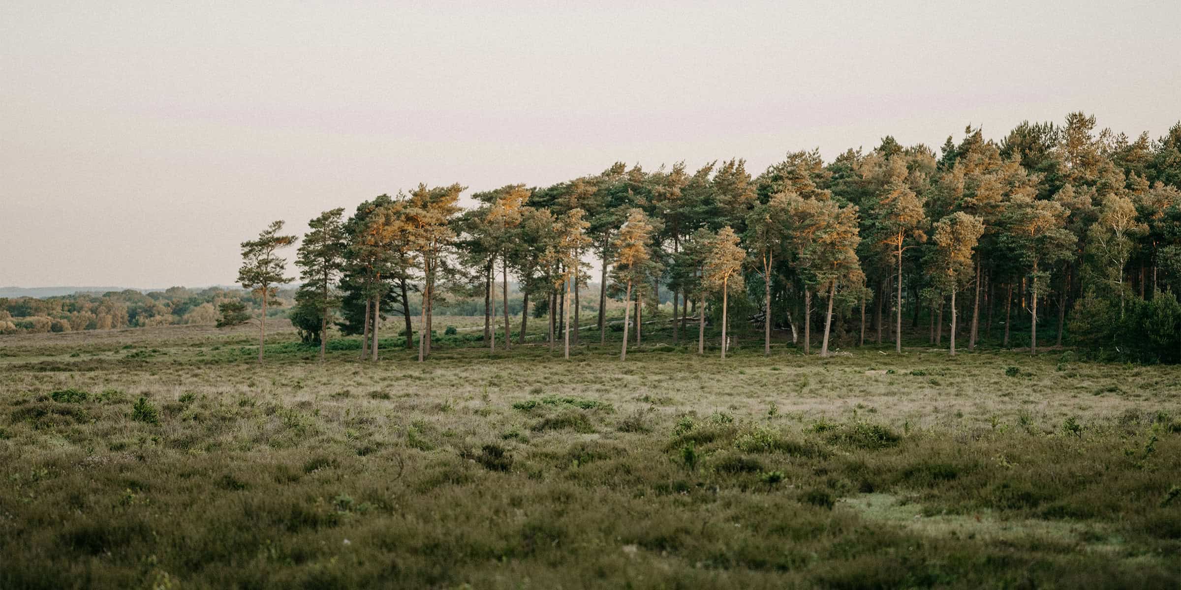 New Forrest entdecken – mit Broader Horizons Business English Sprachreisen